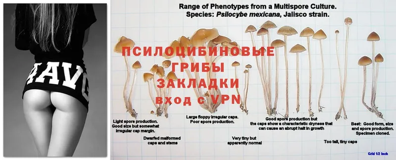 Галлюциногенные грибы MAGIC MUSHROOMS Ивантеевка